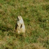 PICTURES/Theodore Roosevelt National Park/t_Prairie Dogs10.jpg
